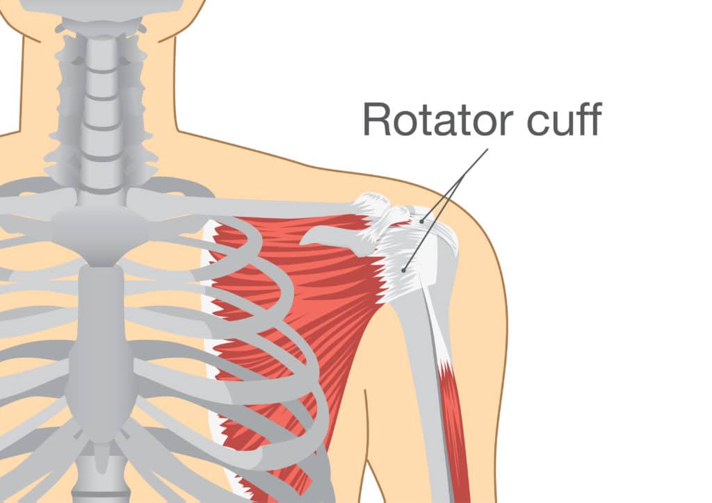 Group of muscles and tendons surround the shoulder joint is call